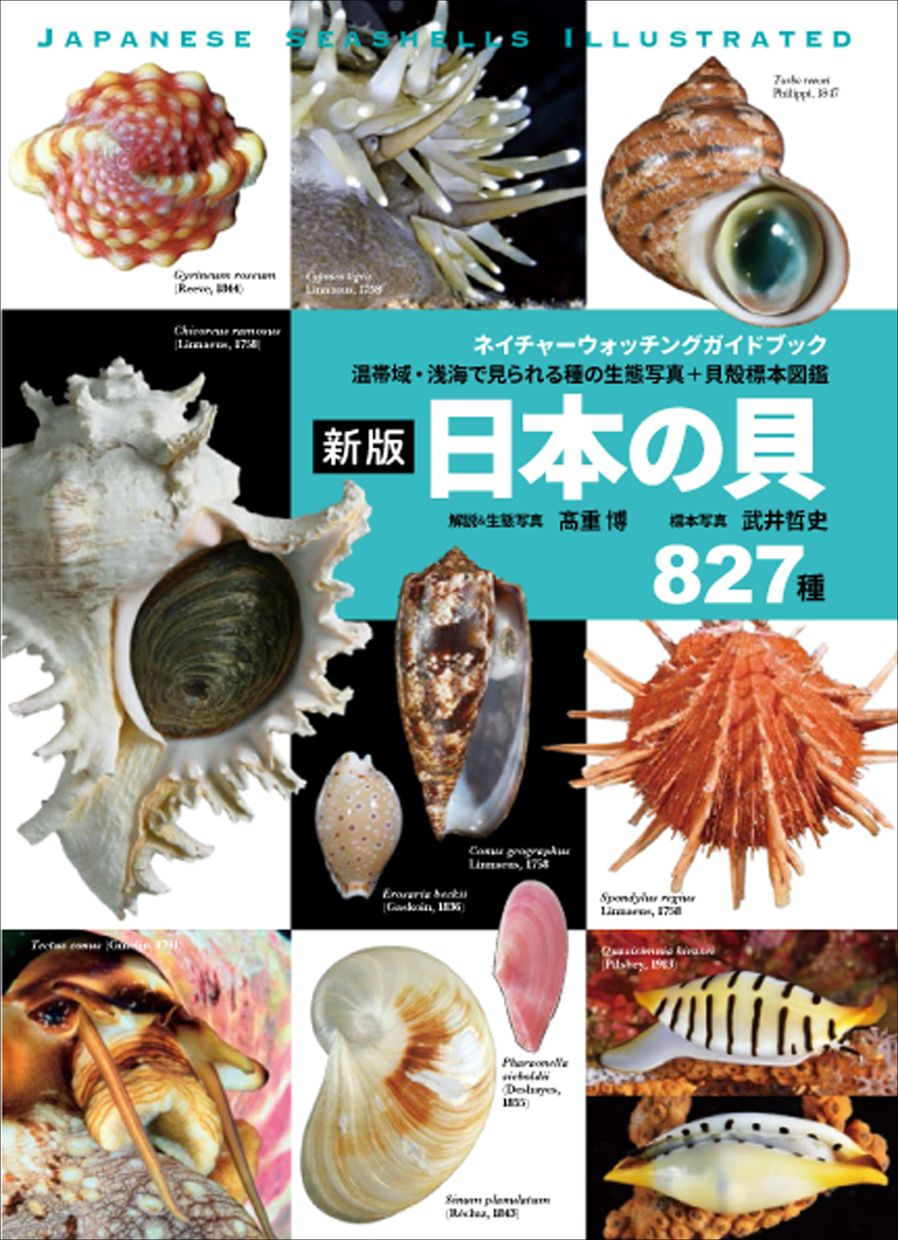 日本の貝：温帯域・浅海で見られる種の生態写真＋貝殻標本図鑑 （新版）